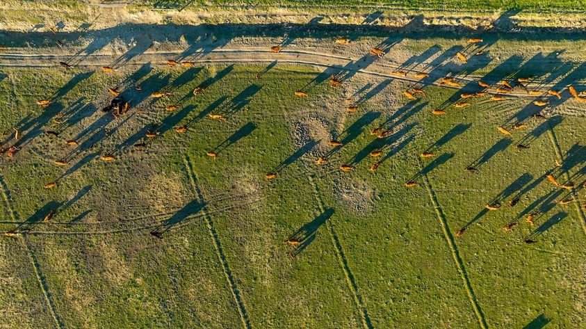 Profitable-Pastures-3
