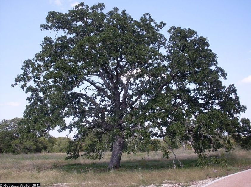 Post Oak