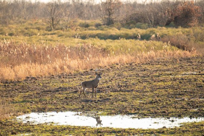 Late-Season Whitetail Food Sources in the South