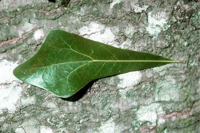 Water Oak leaf