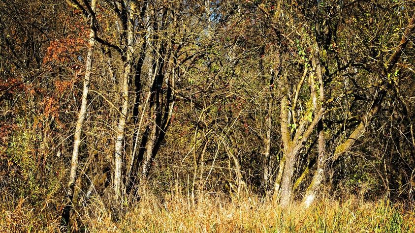 Establishing Deer Sanctuaries