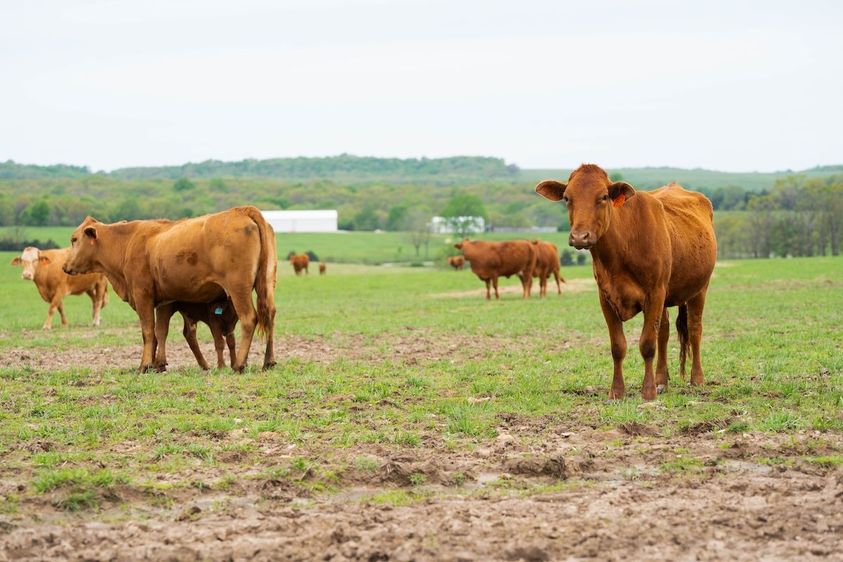 Profitable-Pastures-4
