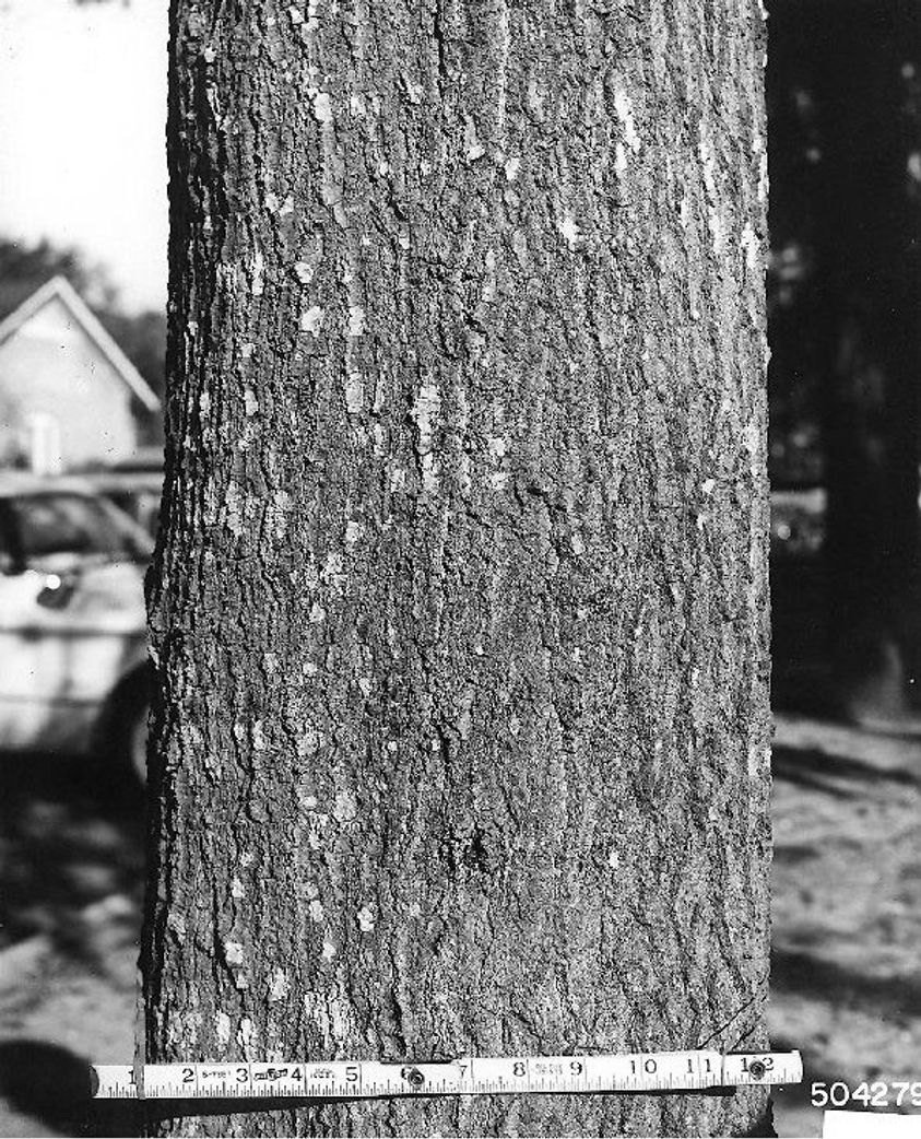 Water Oak bark