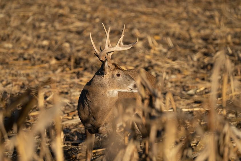 Hunting-Land-Appraisal-1