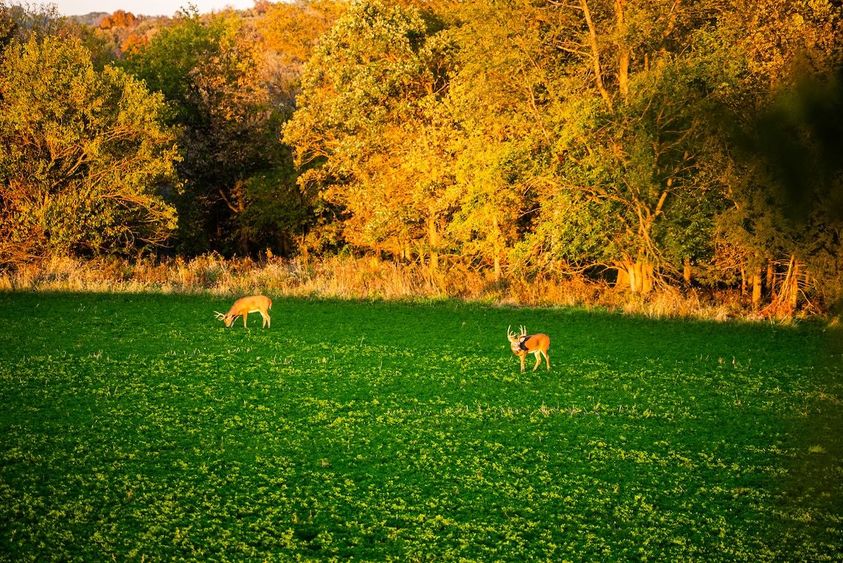 OFF_SEASON_TRAIL_CAMERAS_7