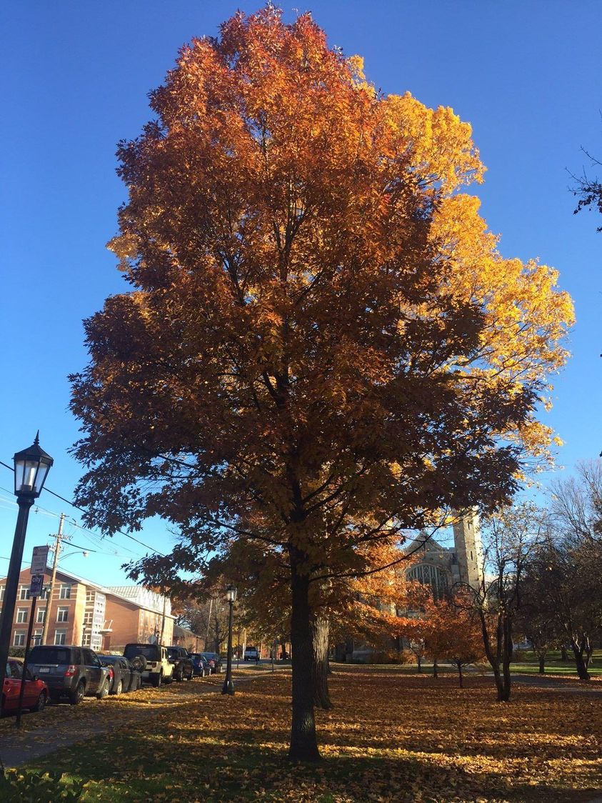 Northern Red Oak