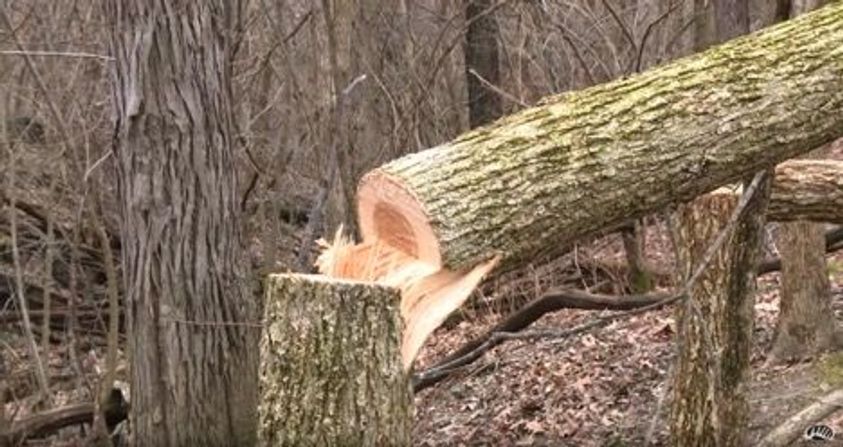 hinge cutting trees