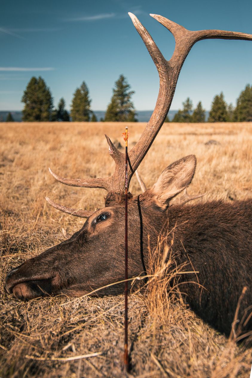 Elk-Hunting-Guide-5