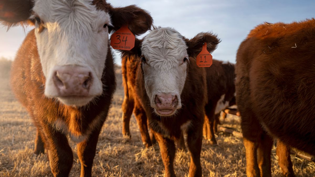 Rural Land Investment and Maximizing Pasture Land Value Whitetail