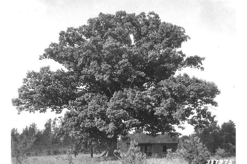 Oak Trees: Red Versus White