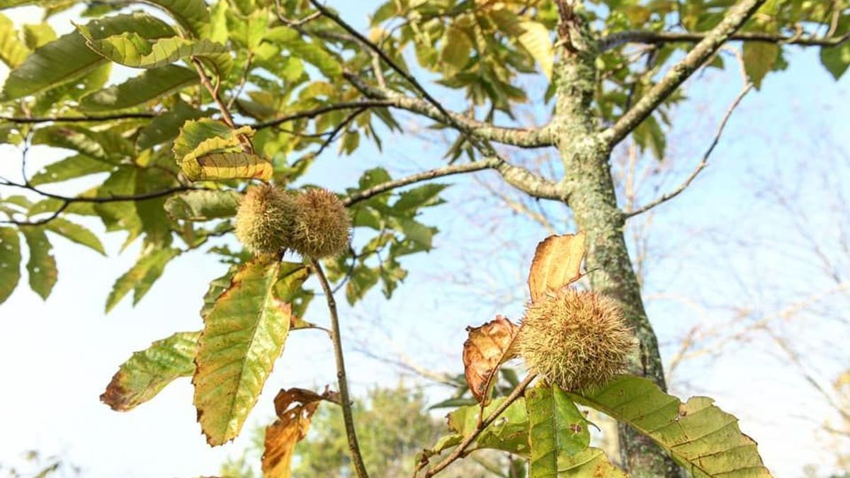 Fruit and Nut Trees Offer Deer a Steady, Nearly YearRound Source of