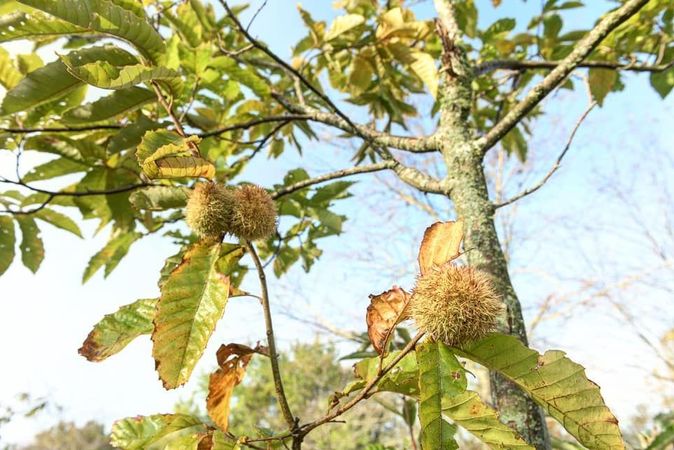 Fruit and Nut Trees Offer Deer a Steady, Nearly Year-Round Source of Food