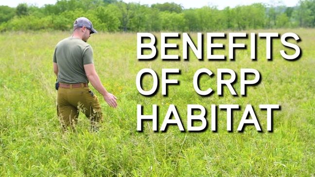 CRP Programs | What Are They? | Why Are They Beneficial?