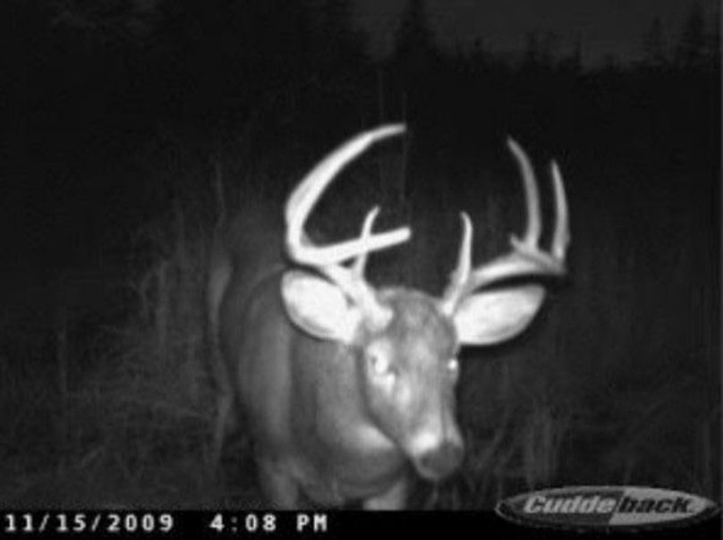 Buck 13