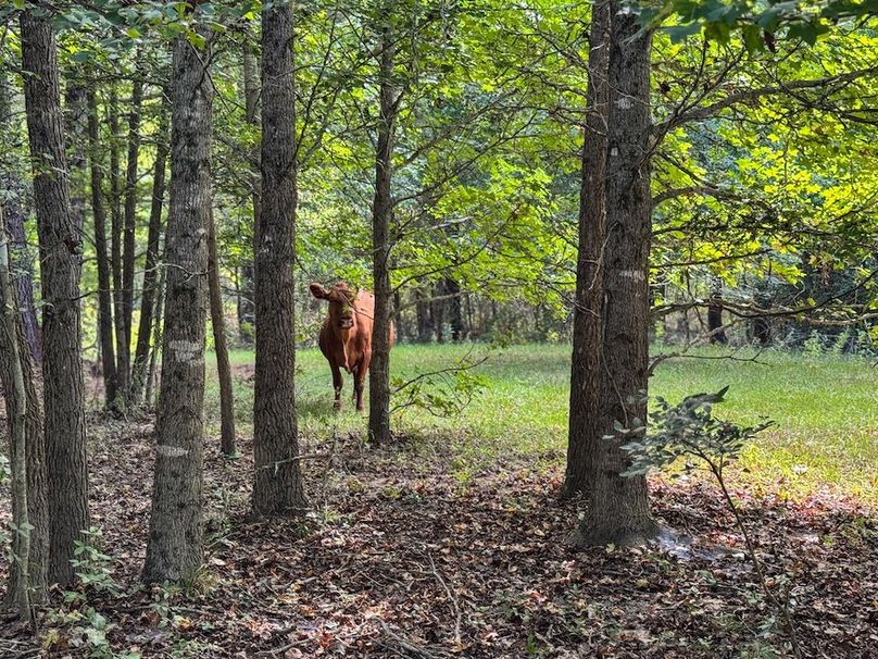 13 Jefferson 117ac - bethard-30