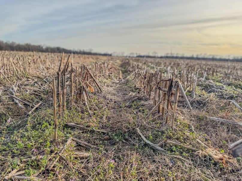 Phillips 8.5 Trahan -08