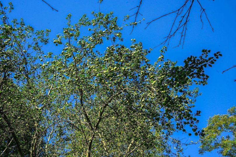 Somerset, 120, Westwood-3