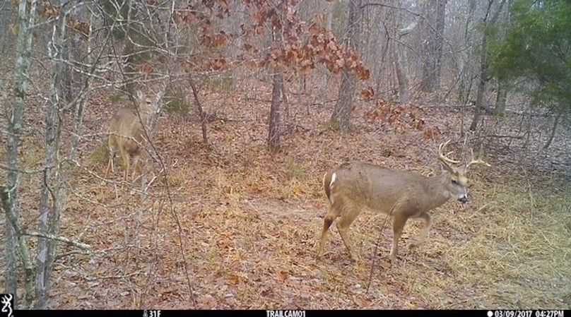 Buck 145 2