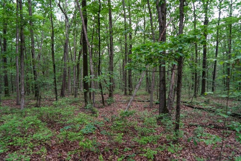 Bedford,121,Beegle-27