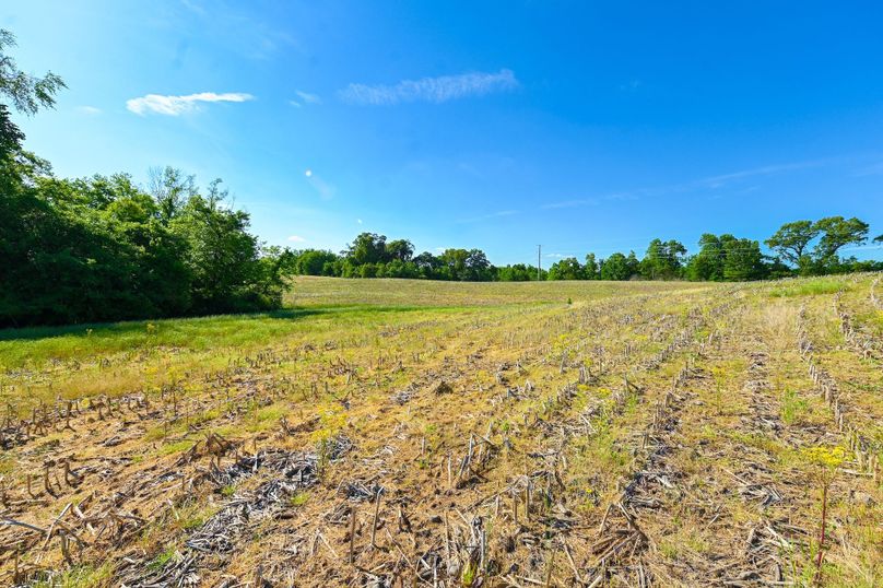 Copy of st clair 25 auction(14)