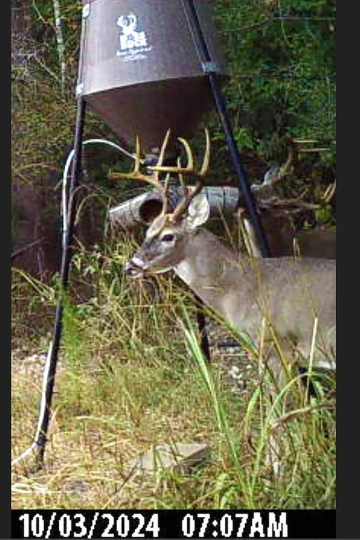 Big Buck 5