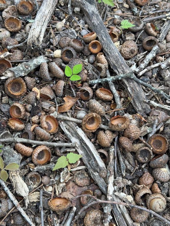 023 bumper crop last year!