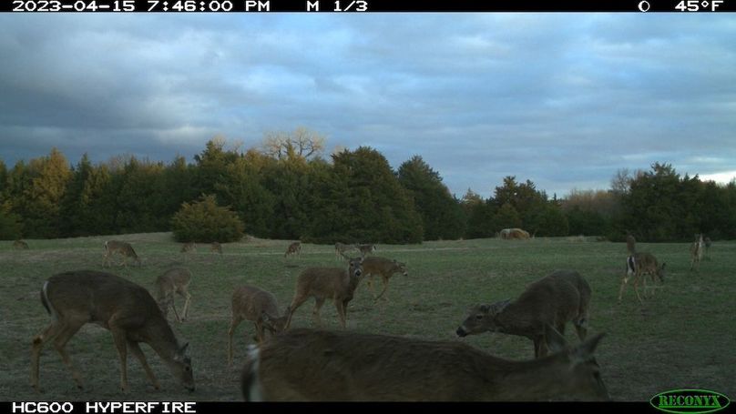 trail cam star..many deer on north alfalfa ..4-15-2023