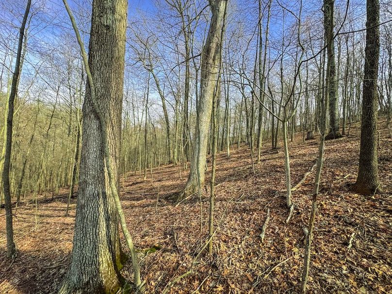 Ritchie, WV 206.08 AC Curriden-27