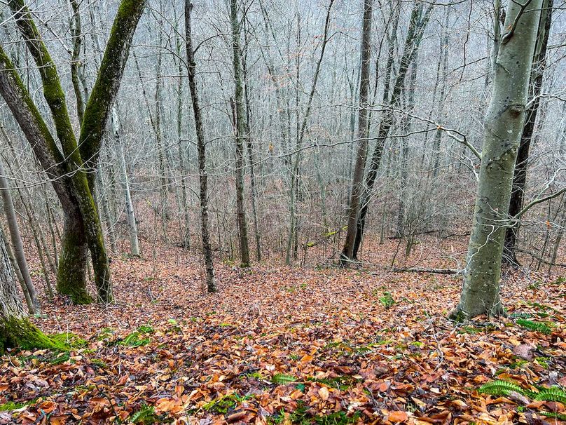 Calhoun, WV 225.69 AC Duffield-42