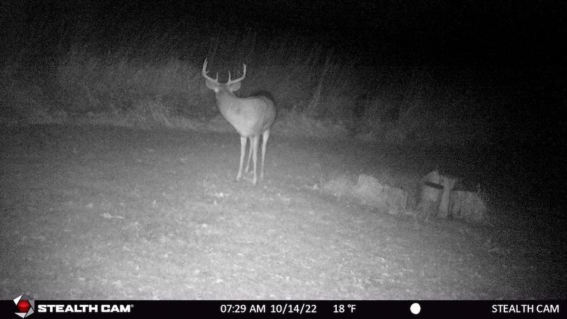 Big Buck Looking Back Oct 2022