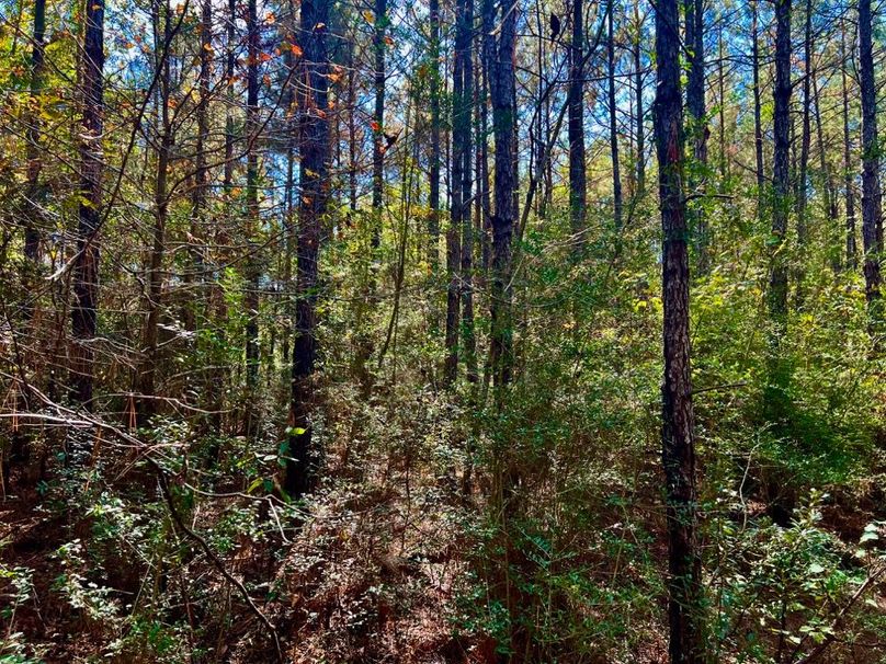 B6413DD0-6B63-492A-AAA0-A638CF954A0D_1_201_a