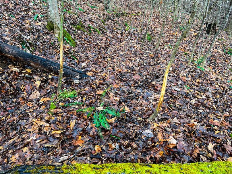 Calhoun, WV 225.69 AC Duffield-59