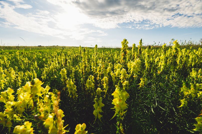 Douglas CO 35 Prettyman - 016 Yellow Toadflax