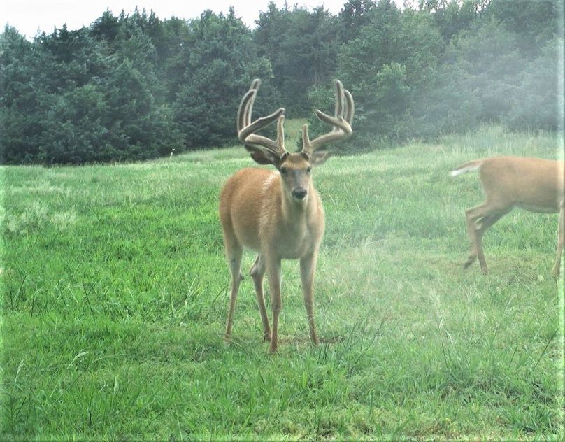 trail cam star..7-29-2023