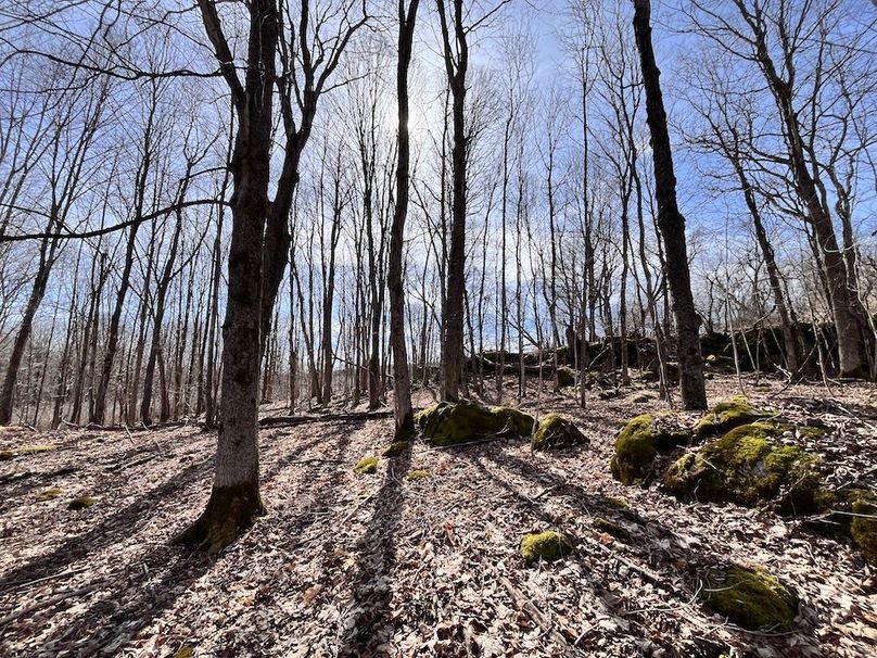 Lewis_26_Somberg Photo 17