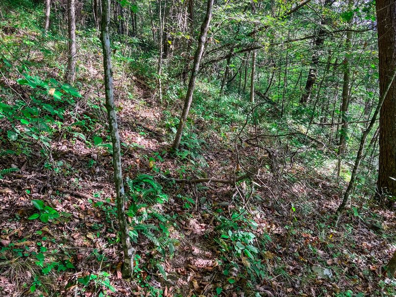 Calhoun, WV 101.8 AC Holly -34