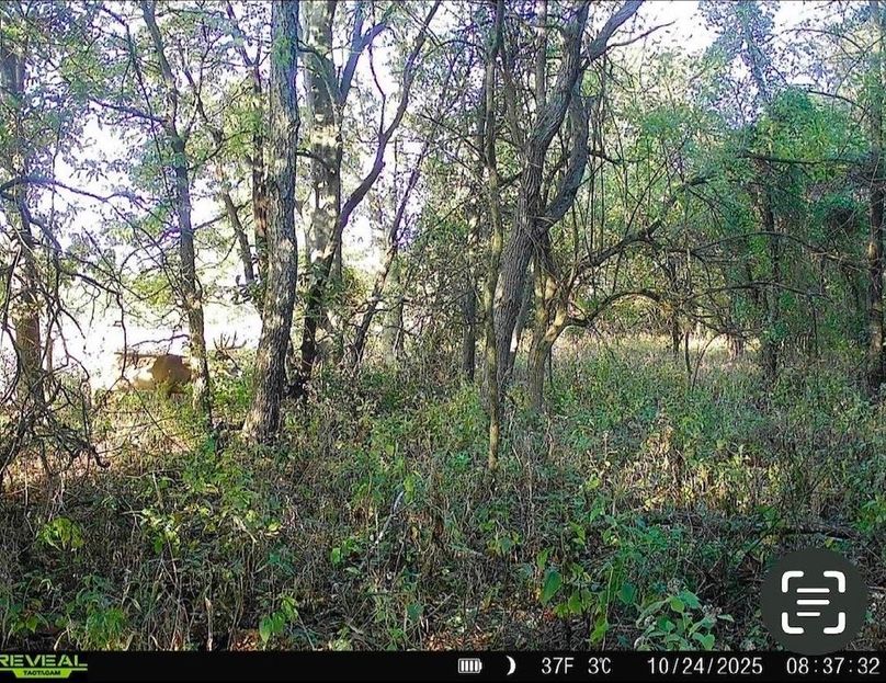 Trail Cam 3
