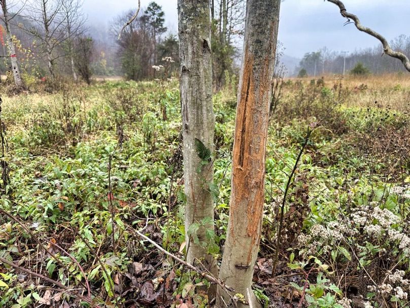 013 nice rubs in the creek bottom-2