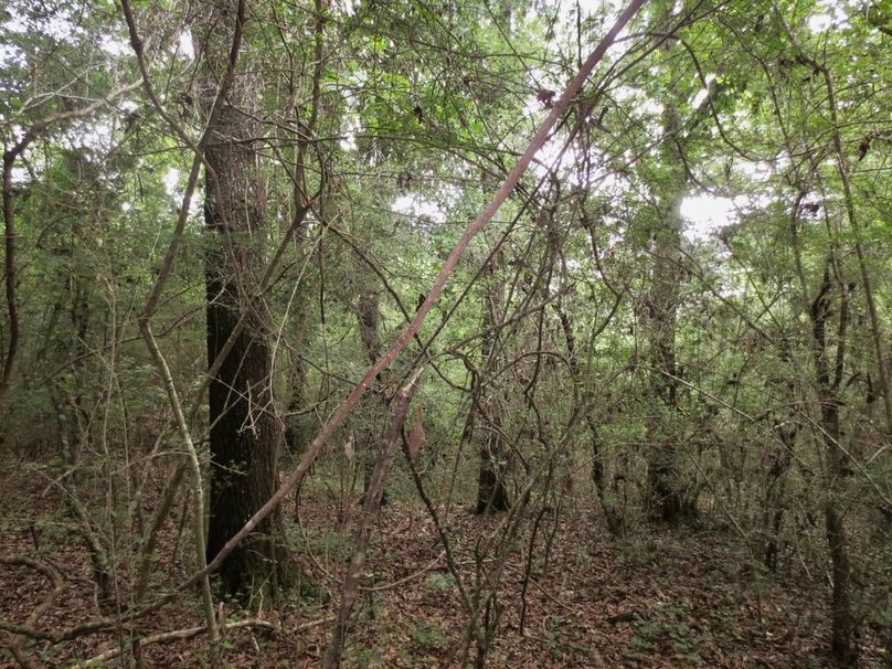 7FE8D360-6E38-4BDF-913F-394ED60DB23D_1_105_c