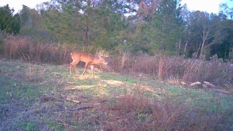 23112217405301038175