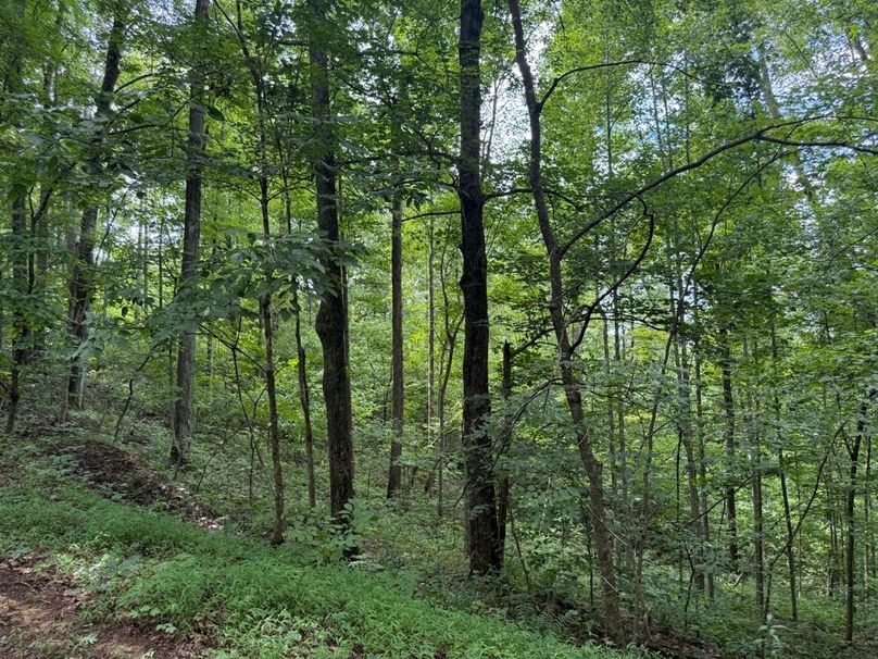 029 forested valley in the east part of the property