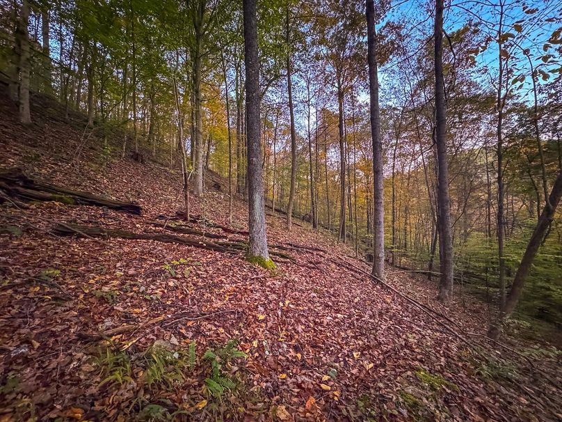 Wirt, WV 43 AC Berry-07