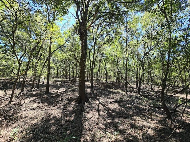 7.8ac, Citrus, Andrew Goering26