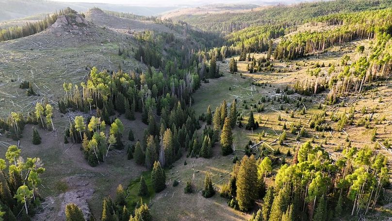 DJI_20250628065349_0184_D