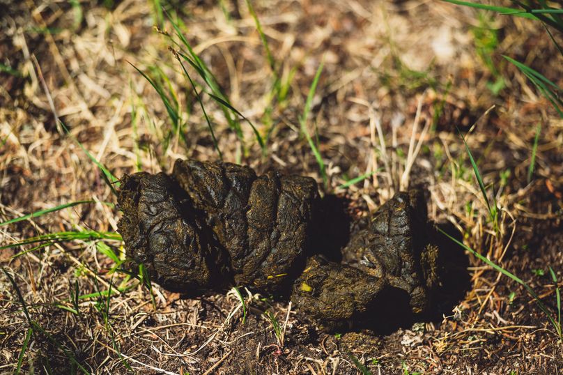 Lake CO 737.34 Misch - 032 Elk Scat