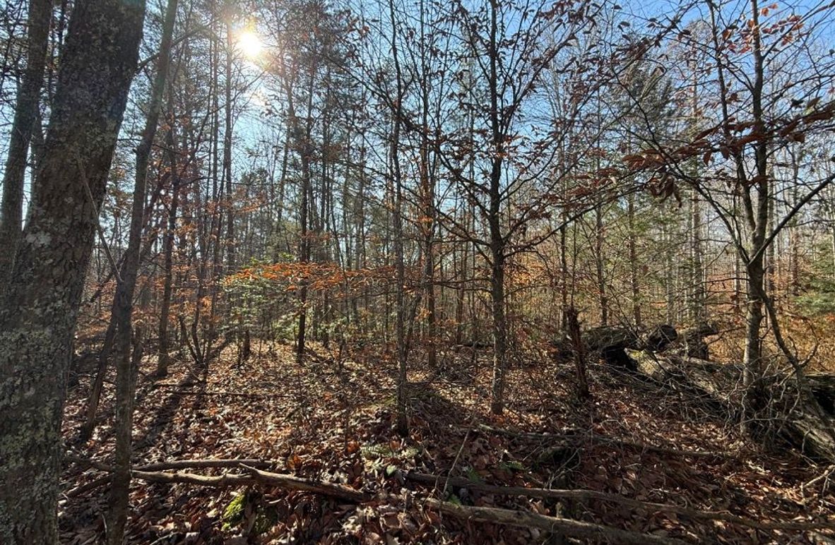 002 view from the north boundary near the road looking south