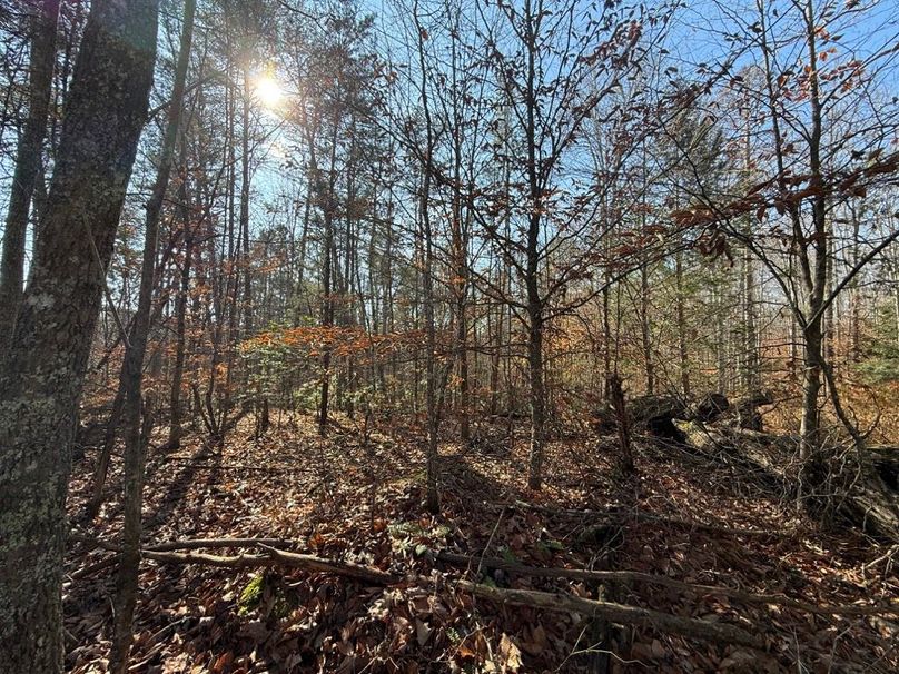 002 view from the north boundary near the road looking south