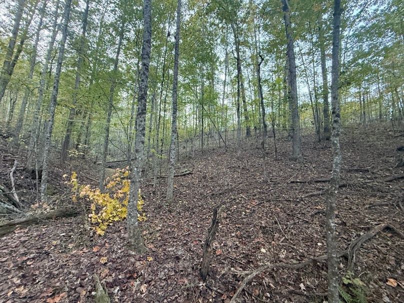 006 wooded draw in the north area of the property