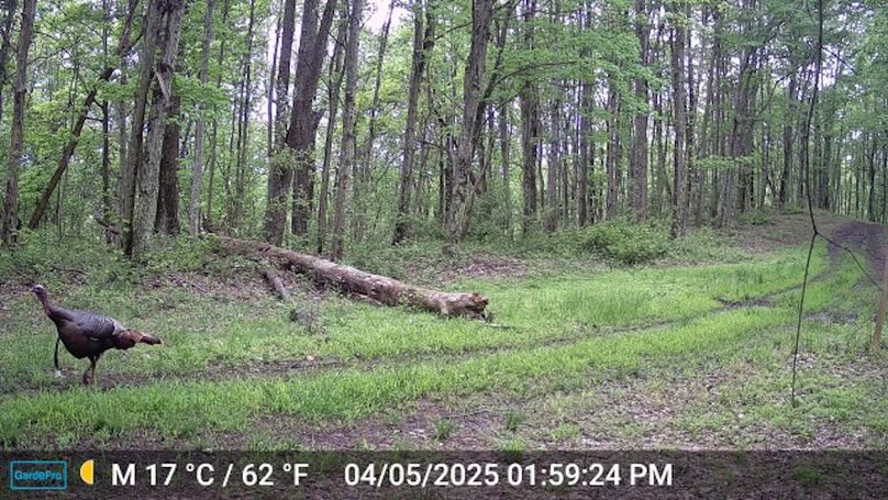 Calhoun, WV 132.84 AC Szegi Trail Cam-07