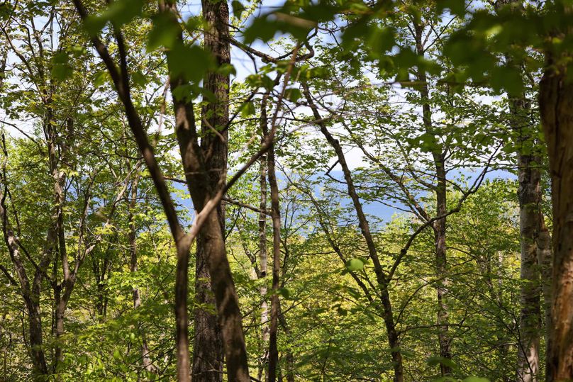 Chippewa85Knowles-5
